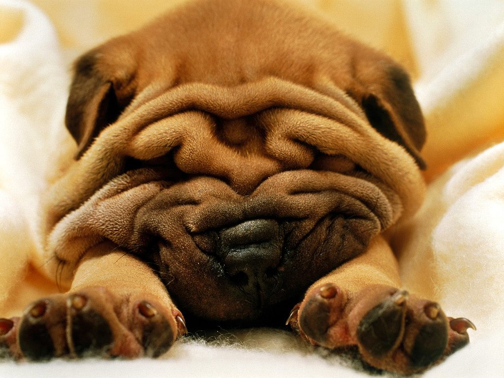 Mr. Wrinkles